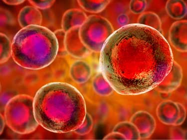 iPS細胞の可能性と課題：迅速な発生期iPS細胞再プログラム化の新たな知見